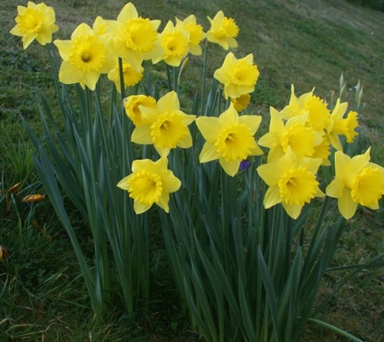 Daffodils2